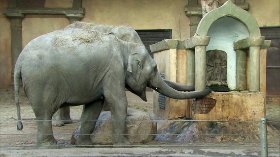 Eine Elefantenkuh steht an einem Brunnen in ihrem Gehege im Zoo Hagenbeck in Hamburg. © Screenshot 
