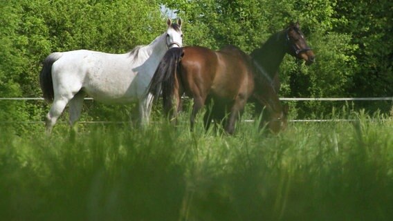 Ein braunes und ein weißes Pferd auf einer Koppel mit hohem Gras. © Screenshot 