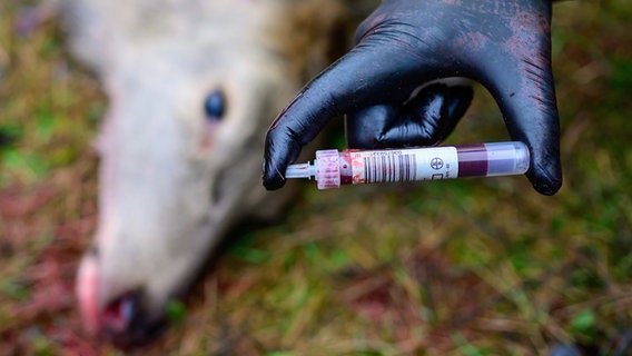 In Hembuch in Niedersachsen nehmen Jäger bei einem jungen Rotwild eine Blutprobe zur Untersuchung auf die Blauzungenkrankheit. © picture alliance/dpa | Philipp Schulze 
