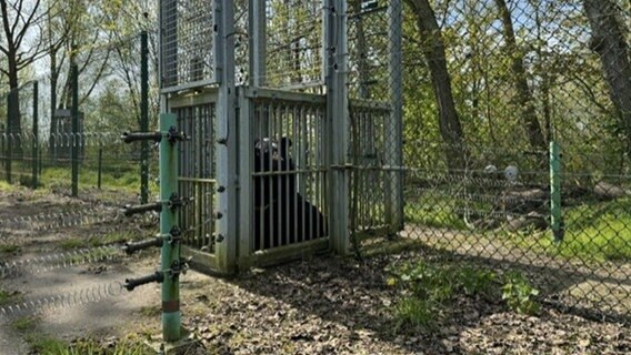 Ein Kragenbär in einem Käfig. © NDR Foto: Isabel Hofmann