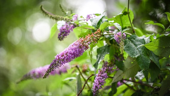 Ein lila blühender Schmetterlingsflieder © IMAGO / Funke Foto Services Foto: Kerstin Kokoska