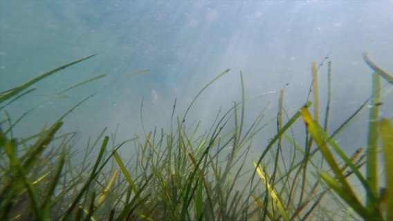 Unterwasseraufnahme von Seegras in der Ostsee © NDR 