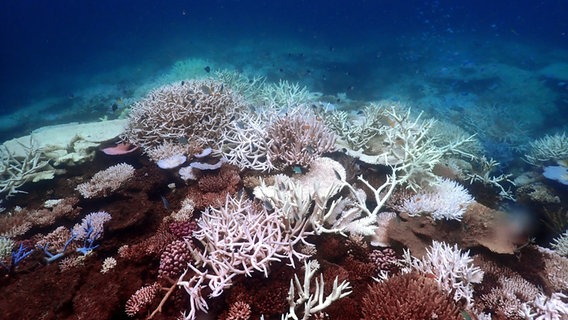 Ein am Mittwoch aufgenommenes Bild zeigt die Korallenbleiche vor Lizard Island im südlichen Great Barrier Reef. © Supplied/CSIRO/dpa 