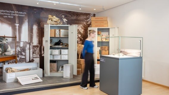 Das Naturhistorische Museum in Braunschweig zeigt in einer neuen Sonderausstellung Exponate aus seinen Depots. © NDR Foto: Marek Kruszewski