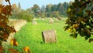 Eine Wiese mit Heuballen in den Vier- und Marschlanden. © Gisela Kollmann Foto: Gisela Kollmann