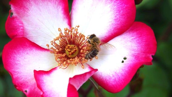 Eine einfache Rose auf der eine Biene sitzt. © NDR 