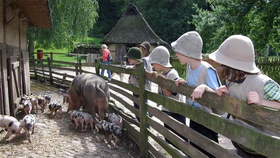 Kinder betrachten Schweine auf dem Gelände des Freilichtmuseums am Kiekeberg © Freilichtmuseum am Kiekeberg 
