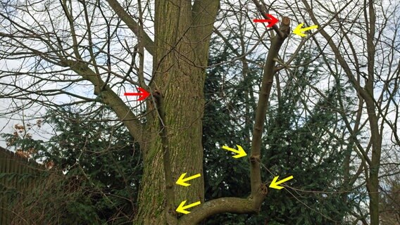 Beispiel mit Pfeilen für den richtigen Rückschnitt von Bäumen  Foto: Helge Masch
