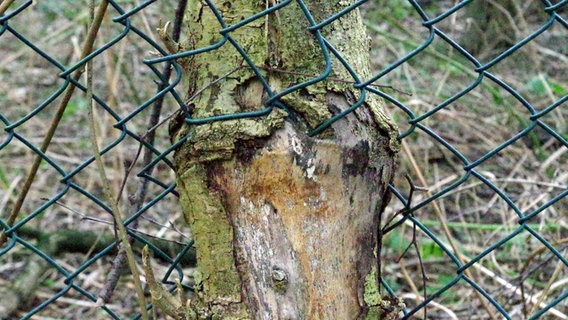 Von einem Drahtzaun eingewachsener Baumstamm  Foto: Helge Masch