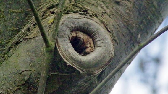 Geschwulst an einem Baum  Foto: Helge Masch
