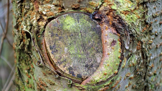Schlecht verheilt Wunde nach einem Rückschnitt an einem Baum  Foto: Helge Masch