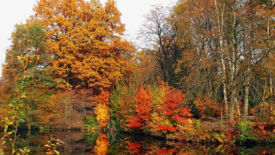 Indian Summer im Ohlsdorfer Friedhof © Christiane Schumacher Foto: Christiane Schumacher