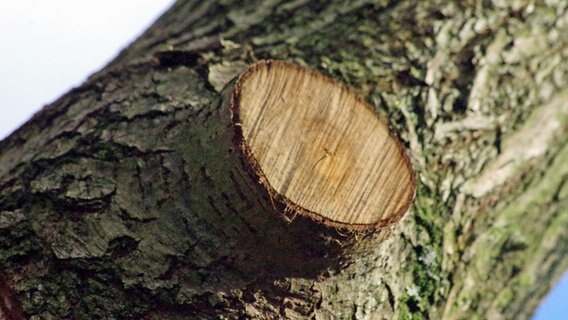 Ein sogenannter Kleiderhaken, ein schlecht abgeschnittener Ast  Foto: Helge Masch