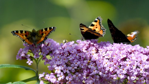Die Schmetterlinge verschwinden in Deutschland © dpa Foto: Carsten Rehder