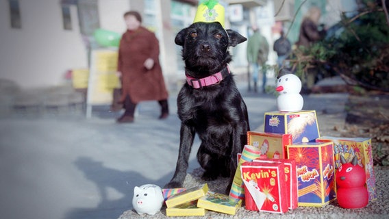 Ein Hund sitzt neben Paketen mit Knallkörpern.  Foto: Petra Schneider