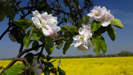 Apfelblüte in den Vier- und Marschlanden. © picture alliance / Bildagentur-online/Ohde Foto: picture alliance / Bildagentur-online/Ohde