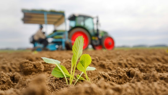 Ein Setzling steht in einem frisch gepfluegten Acker. Dahinter sieht man einen Traktor. © picture alliance Foto: Rupert Oberhäuser