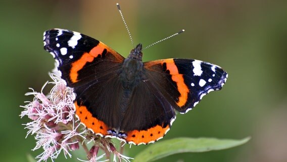 Ein Admiral auf einer Blüte. © Colourbox Foto: -