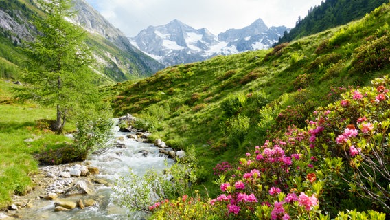 Alpenbach mit Albenrosen. © fotolia Foto: by paul