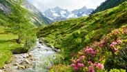Alpenbach mit Albenrosen. © fotolia Foto: by paul