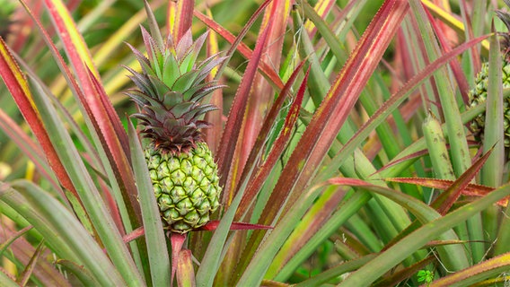 Frische tropische Ananas am Strauch © Colourbox Foto: waraphan