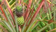 Frische tropische Ananas am Strauch © Colourbox Foto: waraphan