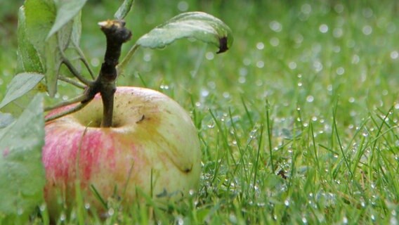 Ein Apffel liegt in einer feuchten Wiese. © photocase Foto: Helgi