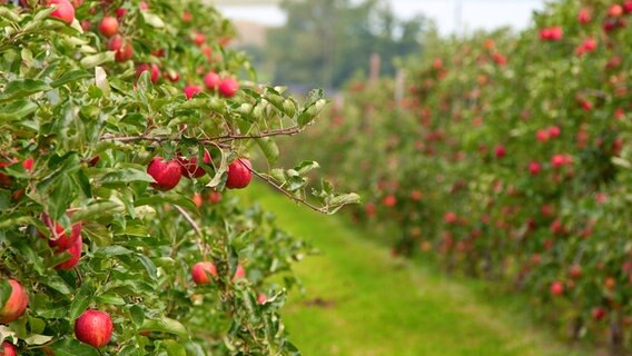 Rote Äpfel hängen am Baum in einer Reihe, unscharf sieht man eine weitere Reihe von Apfelbäumen. © Colourbox 