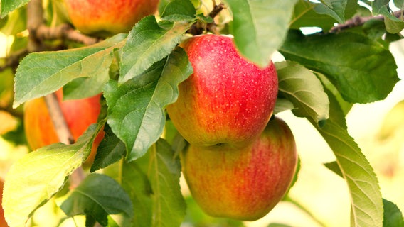 Äpfel am Baum. © fotolia Foto: Gisela