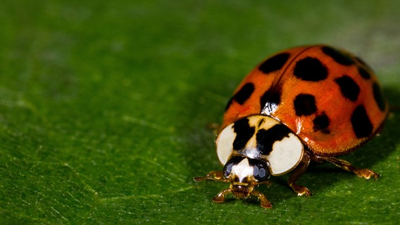 Ein asiatischer Marienkäfer (Harmonia axyridis) auf einem Blatt. © fotolia Foto: cornhaulio
