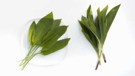 Zwei Bündel grüner Blätter liegen nebeneinander, links Blätter des Bärlauch, rechts des Maiglöckchens. © fotolia.com Foto: LoSa
