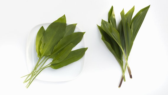 Two bundles of green leaves lie side by side, leaves of wild garlic on the left and lily of the valley on the right.  © fotolia.com Photo: LoSa