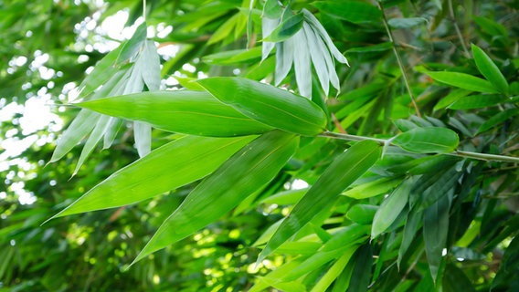 Bambus © Kaikoro/fotolia Foto: Kaikoro