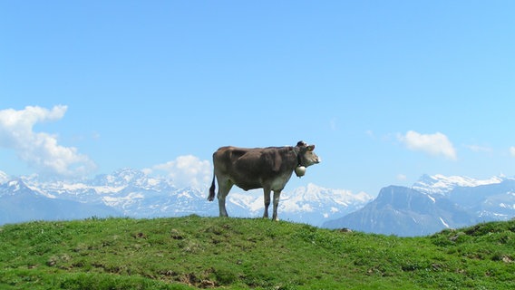 Eine Kuh steht auf einer Weide, im Hintergrund sind Berge zu sehen. © Photocase Foto: EasyRider
