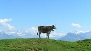 Eine Kuh steht auf einer Weide, im Hintergrund sind Berge zu sehen. © Photocase Foto: EasyRider