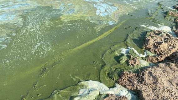 Blaualgen an einer unbewachten Badestelle am Strand von Tremt (Greifswalder Bodden). © NDR Foto: Anna-Lou Beckmann