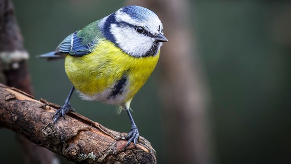 Eine Blaumeise sitzt auf einem Zweig. © Colourbox Foto: Dennis Jacobsen