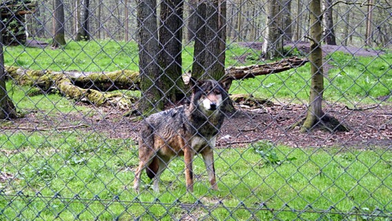 Erik, ein Wolf im Wildpark Eekholt © H E I N E K O M M 