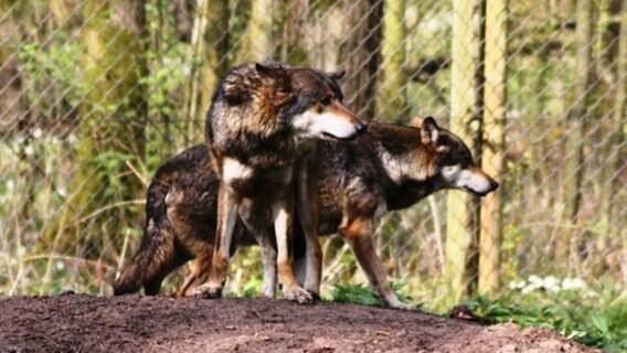 Zwei Wölfe im Wildpark-Gehege © Sabine Voiges Foto: Sabine Voiges