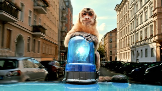Ein Affe sitzt auf einem Auto mit Blaulicht. © NDR/Veit Helmer-Filmproduktion/farbfilm verleih Foto: farbfilm verleih