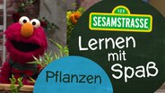 Elmo von der Sesamtraße neben einer Grafik. Darauf das Sesamstraßenlogo und der Folgentitel: Pflanzen. © NDR 