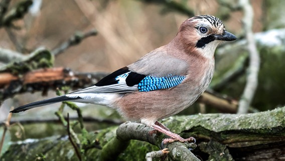 Heimische Gartenvogel Erkennen Ndr De Ratgeber Garten