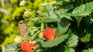 Eine Erdbeerpflanze mit zwei reifen Früchten. © fotolia.com Foto: prophoto24
