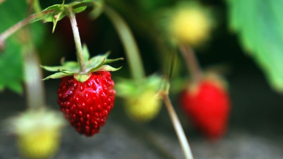 Eine kleine Erdbeeren mit deutlich sichbaren Kernchen hängt an einem Erdbeerstrauch. © photocase Foto: Miss X