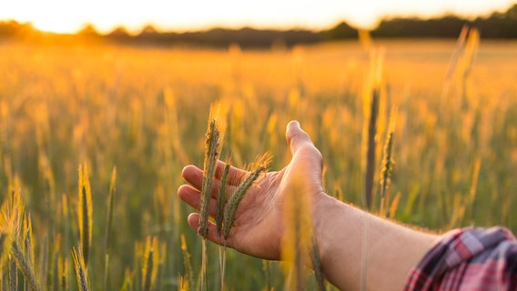 Ein Feld bei Sonnenuntergang. Ein Hand hält eine Ähre. © Edyta Pawlowska / photocase.de Foto: Edyta Pawlowska