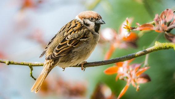 Ein Feldsperling sitzt auf einem Zweig. © Colourbox Foto: -