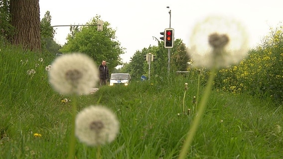 Ein Ampel steht auf einer Wieser.  