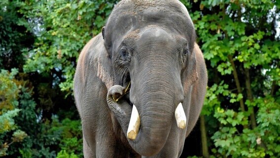 Der Elefantenbulle Gajendra wiegt fünf Tonnen – bei seiner Pflege ist äußerste Vorsicht geboten. © NDR/Doclights GmbH 2017 