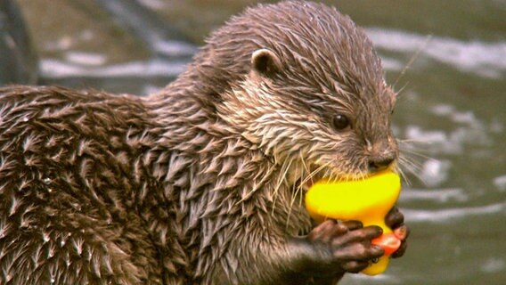 Der verspielte Otter Otto soll schwimmen lernen. © NDR/5ǀ14 FILM 
