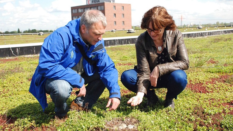 Hanna Bornholdt und Ornithologe Sven Baumung begutachten den Bestand einer Möwenkolonie, die auf dem Gründach einer Spedition in Moorfleet brütet. © NDR/CineCentrum/Heike Schieder 